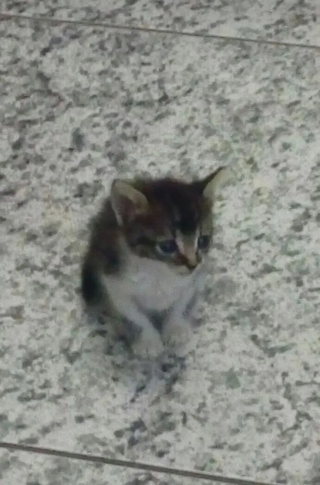 Gato raça Achei um gatinho na rua. idade Abaixo de 2 meses nome Sem nome