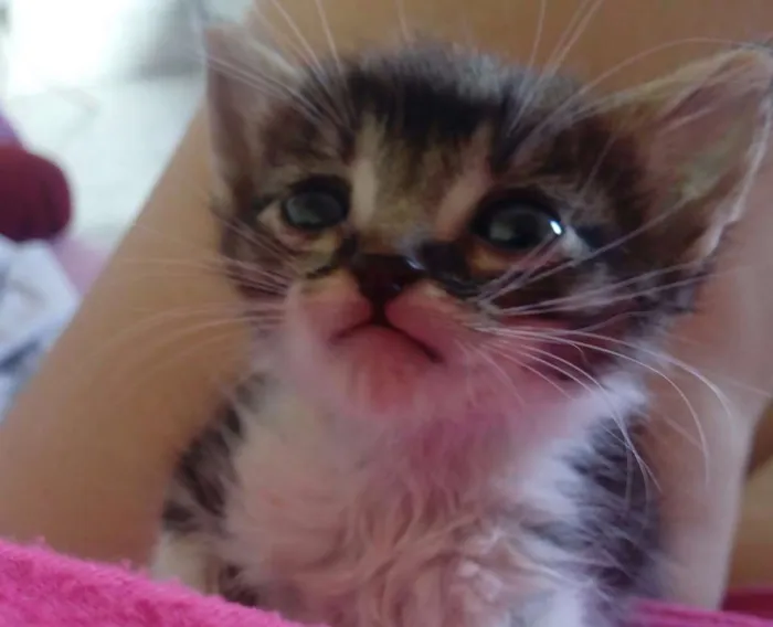 Gato raça Achei um gatinho na rua. idade Abaixo de 2 meses nome Sem nome