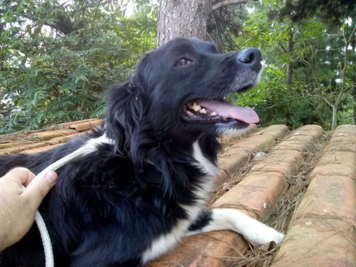 Cachorro ra a S idade 3 anos nome LUCA