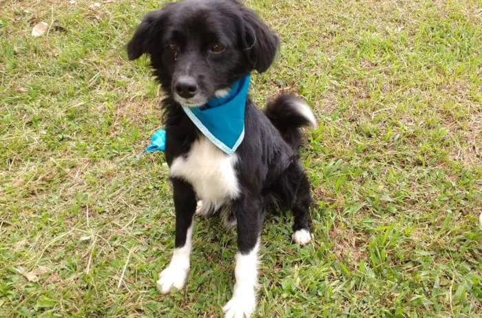 Cachorro ra a S idade 3 anos nome LUCA
