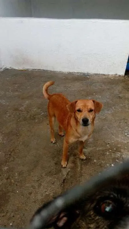 Cachorro ra a SRD idade 4 anos nome BILÚ