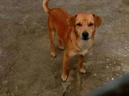 Cachorro ra a SRD idade 4 anos nome BILÚ