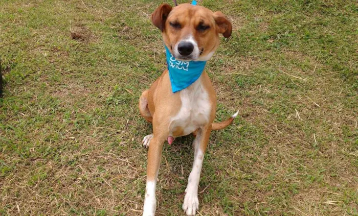 Cachorro ra a SRD idade 3 anos nome YAN