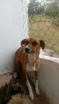 YAN