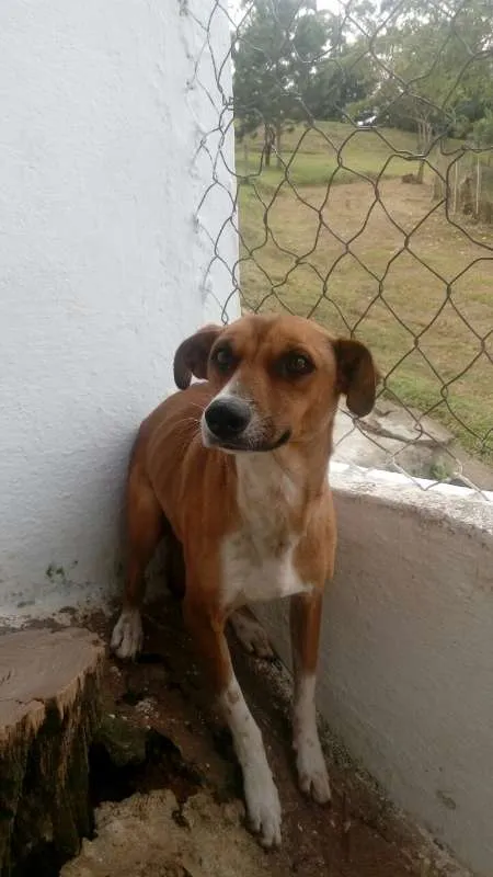 Cachorro ra a SRD idade 3 anos nome YAN