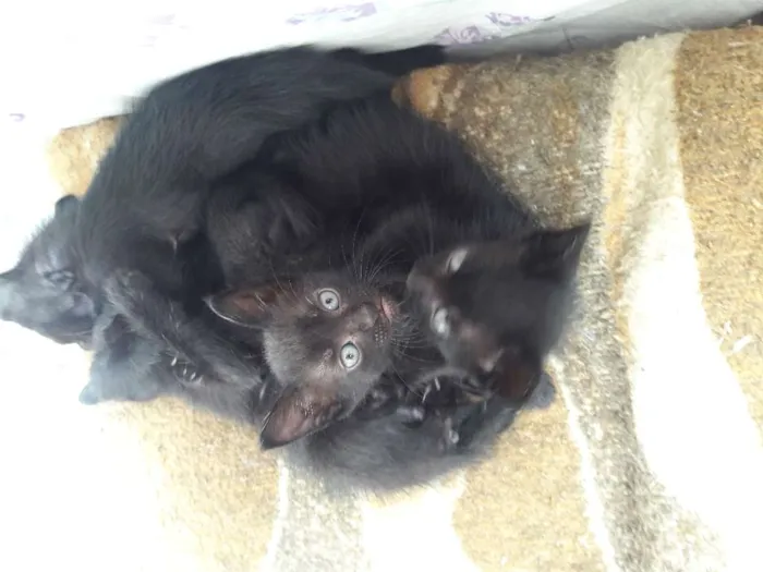Gato ra a Srd idade Abaixo de 2 meses nome Ainda não tem nomes