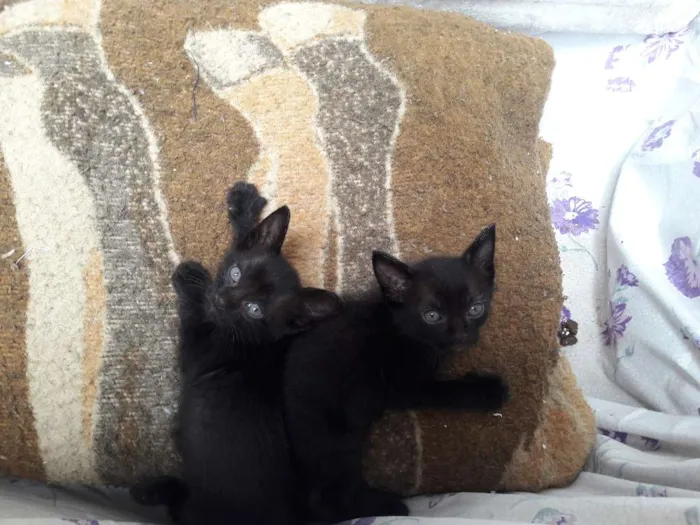 Gato ra a Srd idade Abaixo de 2 meses nome Ainda não tem nomes