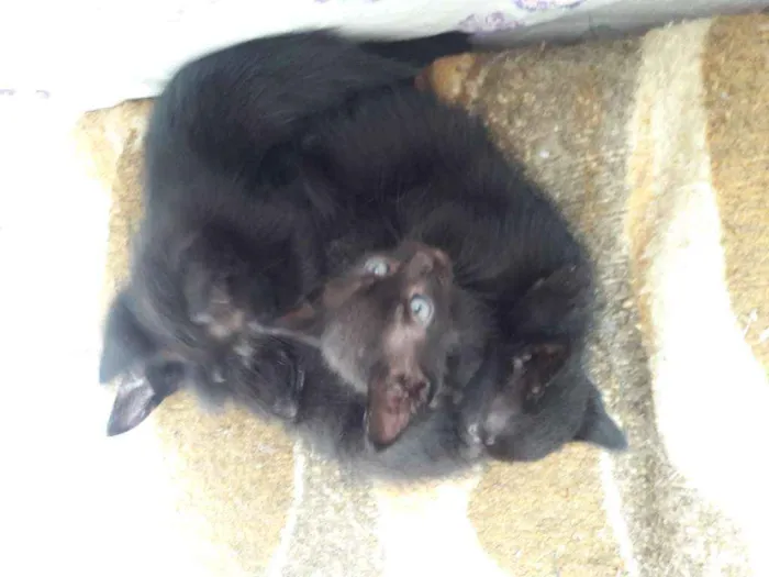 Gato ra a Srd idade Abaixo de 2 meses nome Ainda não tem nomes