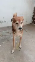 PUCKI