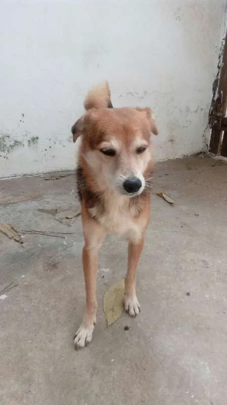 Cachorro ra a SRD idade 6 ou mais anos nome PUCKI