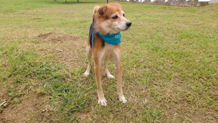 Cachorro ra a SRD idade 6 ou mais anos nome PUCKI
