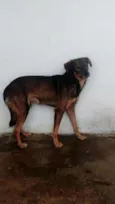 GRINGO