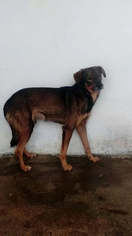 Cachorro ra a SRD idade 3 anos nome GRINGO