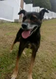 Cachorro raça SRD idade 6 ou mais anos nome RASTY