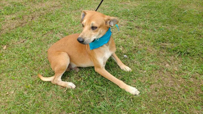Cachorro ra a SRD idade 3 anos nome PIG