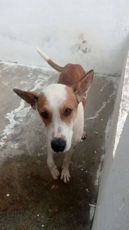 Cachorro ra a SRD idade 3 anos nome OLIN