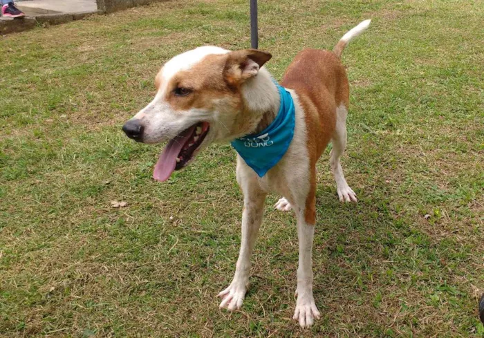 Cachorro ra a SRD idade 3 anos nome OLIN