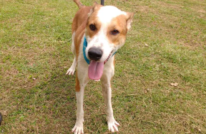 Cachorro ra a SRD idade 3 anos nome OLIN