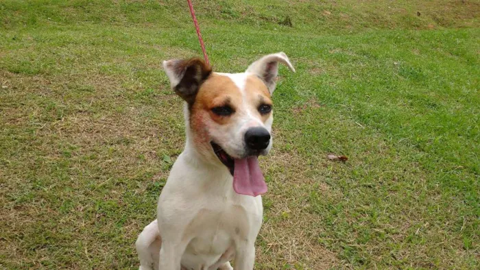 Cachorro ra a SRD idade 4 anos nome PANCHO