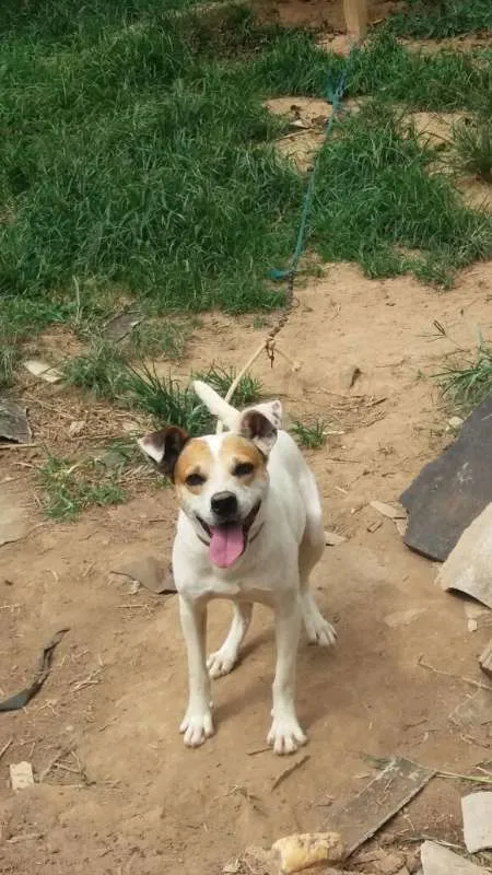 Cachorro ra a SRD idade 4 anos nome PANCHO
