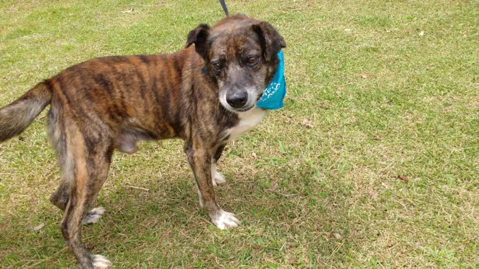 Cachorro ra a SRD idade 6 ou mais anos nome TIGRÃO
