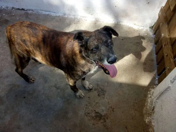 Cachorro ra a SRD idade 6 ou mais anos nome TIGRÃO