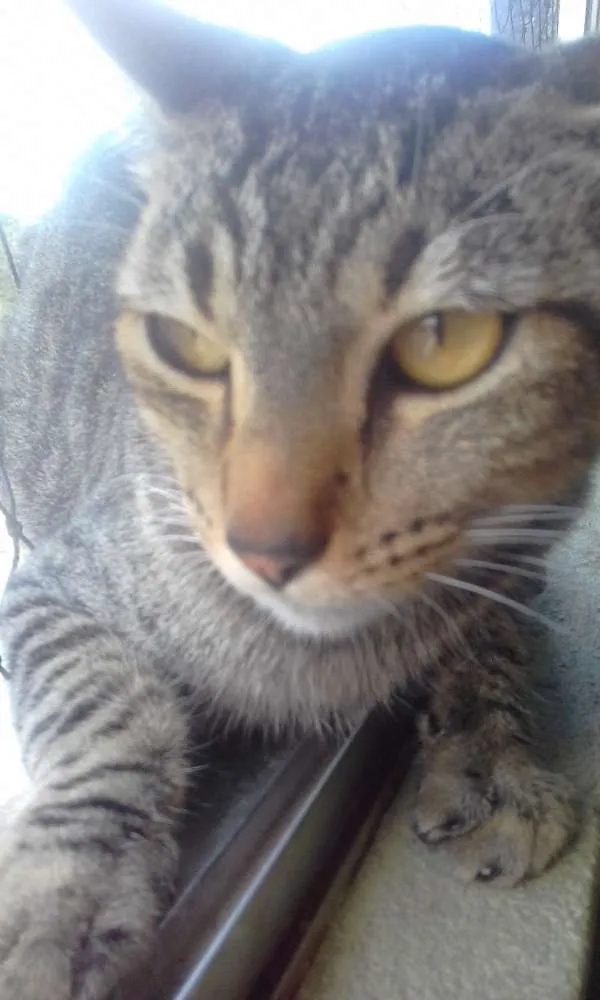 Gato ra a Indefinido idade 1 ano nome Mike
