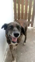 TIGRÃO