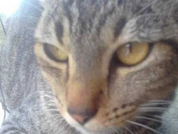 Gato ra a Indefinido idade 1 ano nome Mike