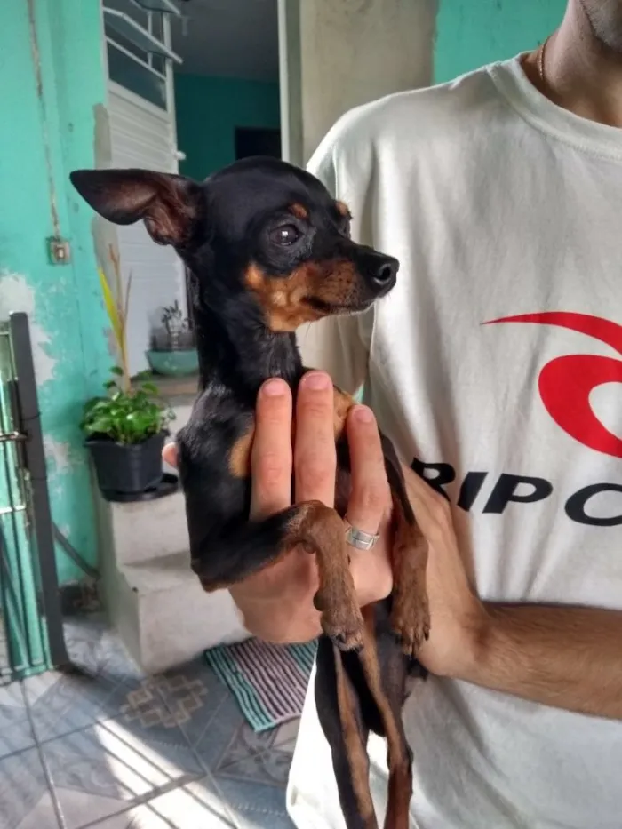 Cachorro ra a Pinscher  idade 2 anos nome Tigrao