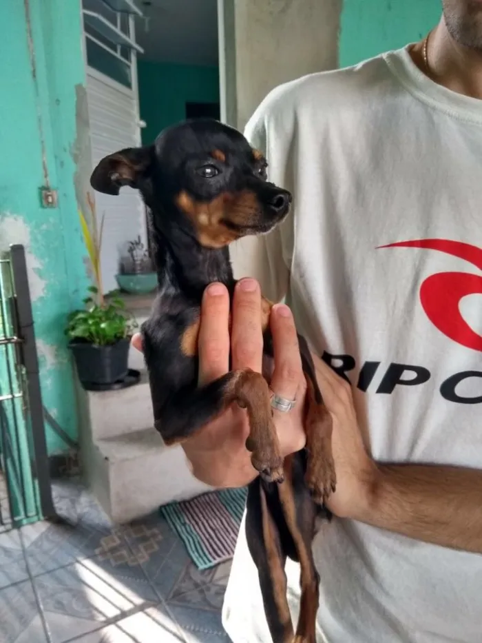 Cachorro ra a Pinscher  idade 2 anos nome Tigrao