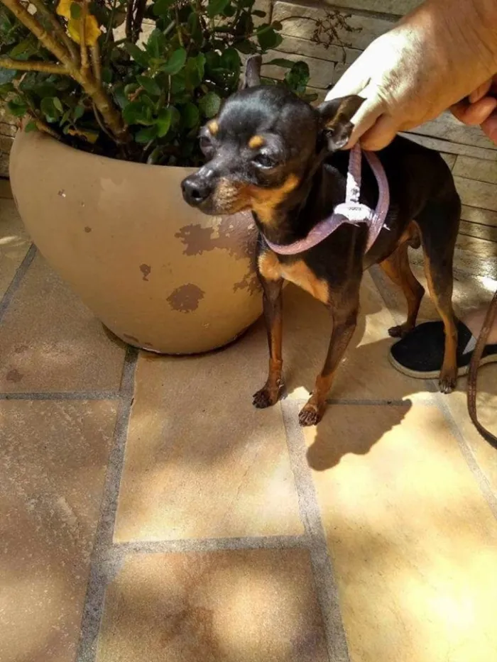 Cachorro ra a Pinscher  idade 2 anos nome Tigrao