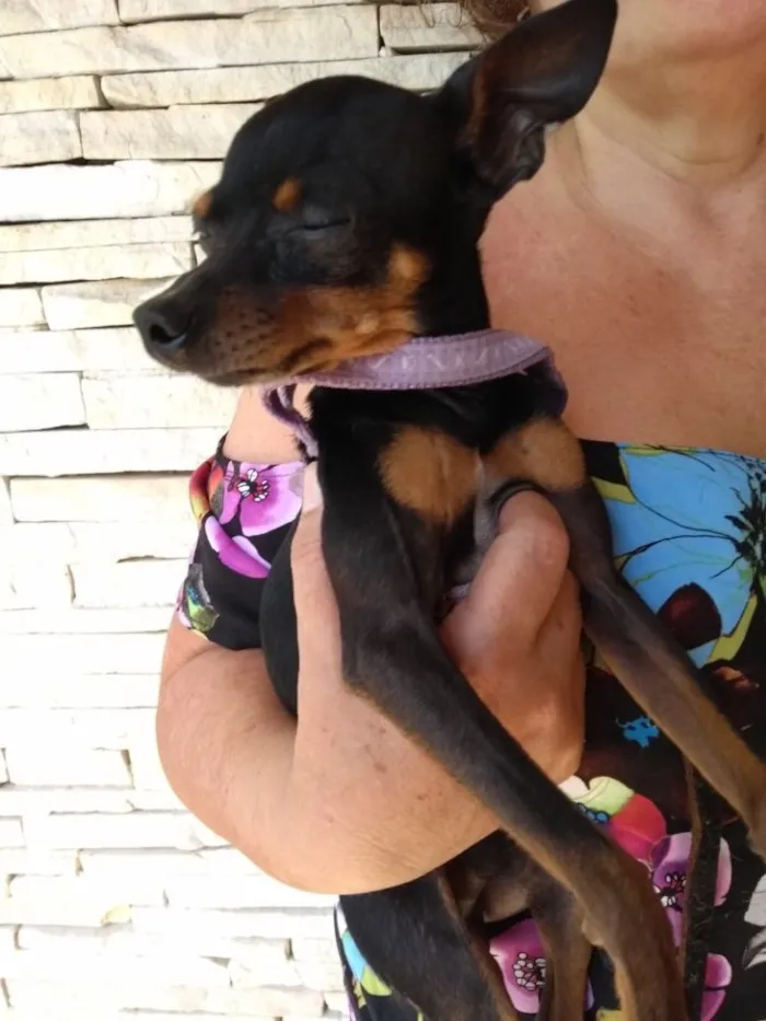 Cachorro ra a Pinscher  idade 2 anos nome Tigrao