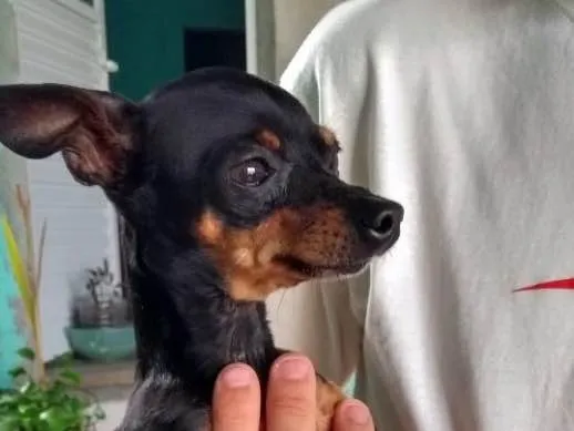 Cachorro ra a Pinscher  idade 2 anos nome Tigrao