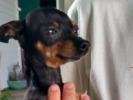 Cachorro ra a Pinscher  idade 2 anos nome Tigrao