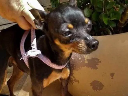 Cachorro ra a Pinscher  idade 2 anos nome Tigrao
