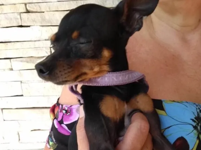 Cachorro ra a Pinscher  idade 2 anos nome Tigrao