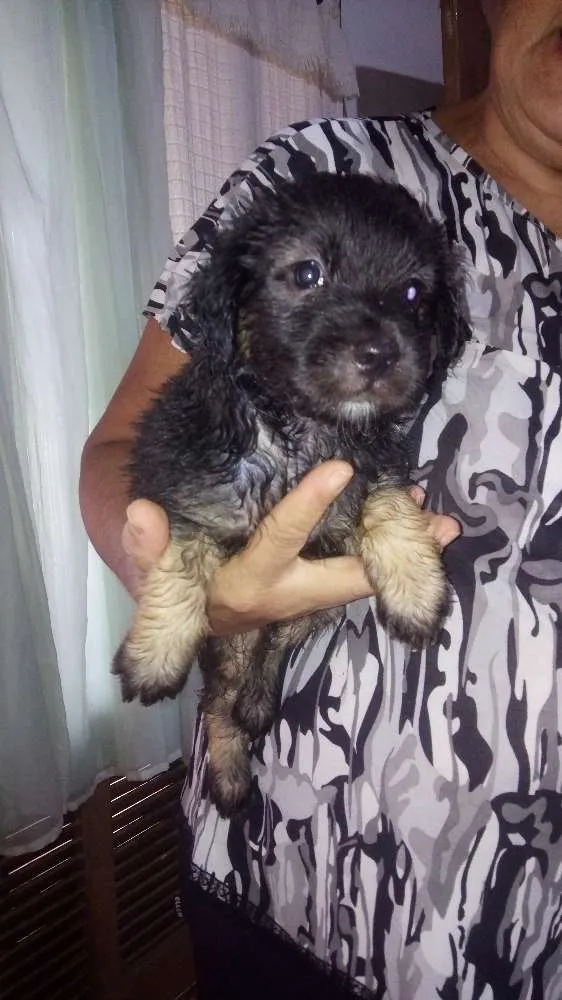 Cachorro raça Srd idade Abaixo de 2 meses nome Sem nome