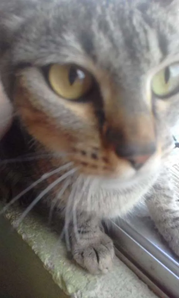 Gato ra a Indefinido idade 1 ano nome Julhy
