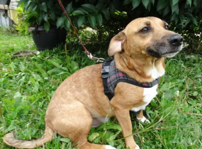 Cachorro ra a SRD idade 4 anos nome Billy