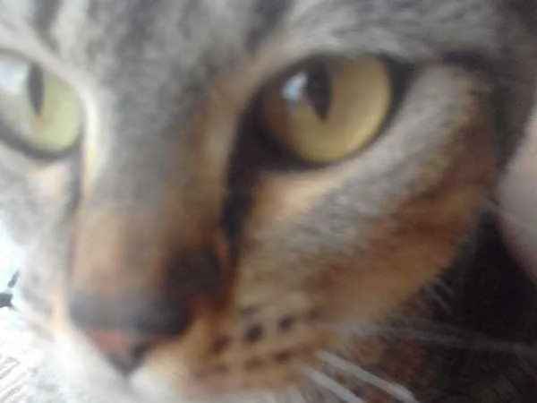 Gato ra a Indefinido idade 1 ano nome Julhy