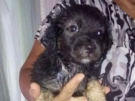Cachorro raça Srd idade Abaixo de 2 meses nome Sem nome