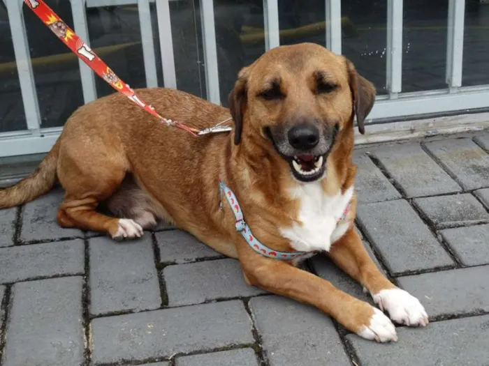 Cachorro ra a SRD idade 4 anos nome Billy