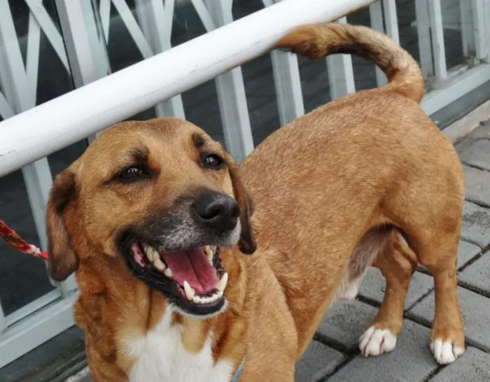 Cachorro ra a SRD idade 4 anos nome Billy