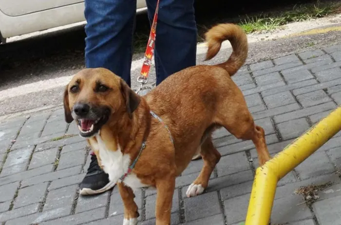 Cachorro ra a SRD idade 4 anos nome Billy