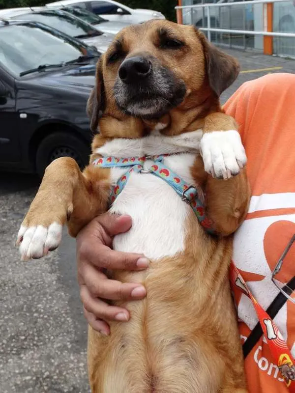 Cachorro ra a SRD idade 4 anos nome Billy