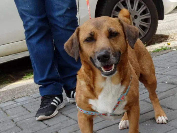 Cachorro ra a SRD idade 4 anos nome Billy