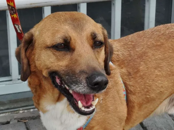 Cachorro ra a SRD idade 4 anos nome Billy