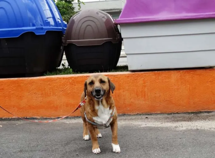 Cachorro ra a SRD idade 4 anos nome Billy