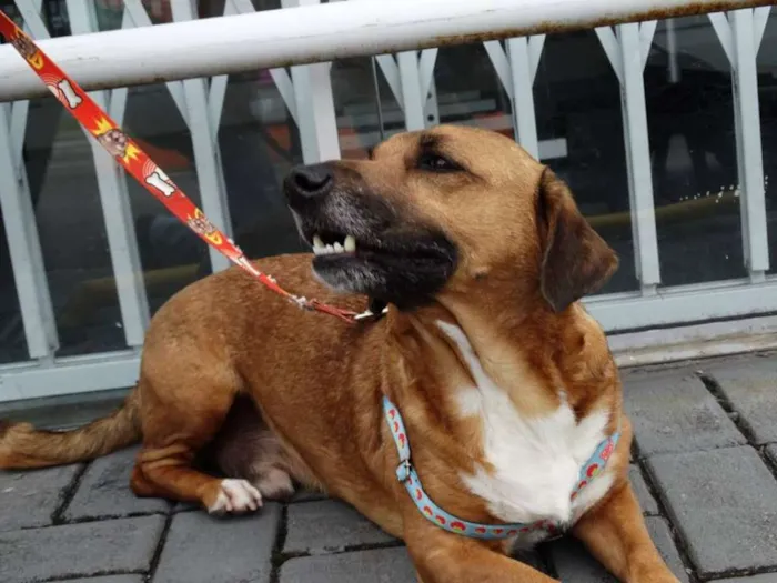 Cachorro ra a SRD idade 4 anos nome Billy